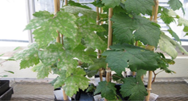 Assessing powdery mildew resistance in grapevine.